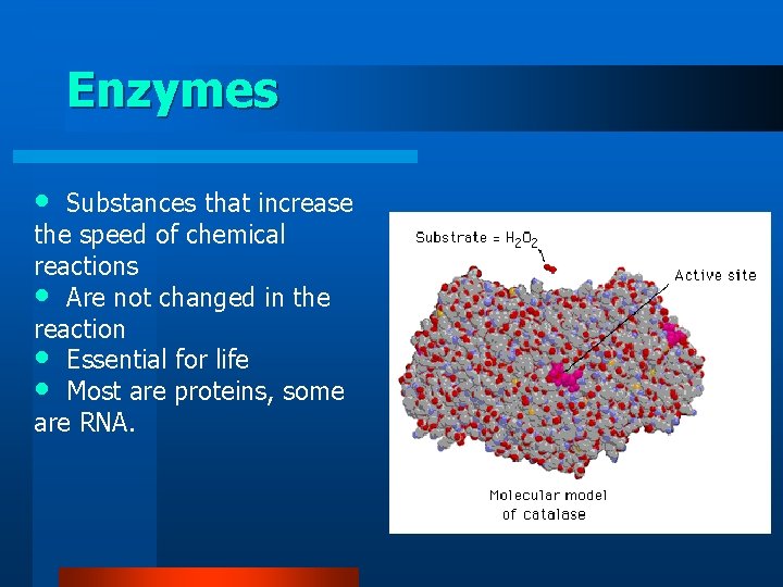 Enzymes • Substances that increase the speed of chemical. reactions • Are not changed