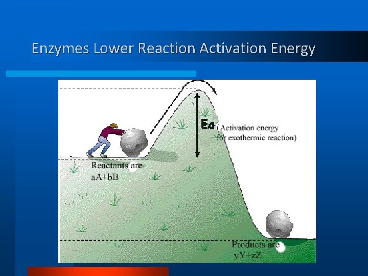 Enzymes Lower Reaction Activation Energy 