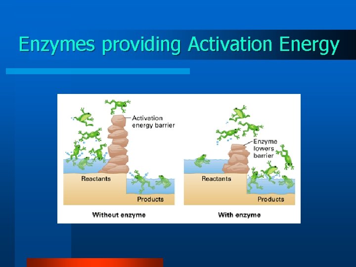 Enzymes providing Activation Energy 