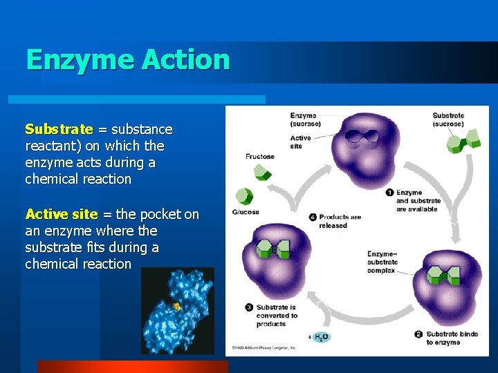 Enzyme Action Substrate = substance reactant) on which the enzyme acts during a chemical