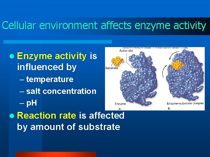 Cellular environment affects enzyme activity l Enzyme activity is influenced by – temperature –