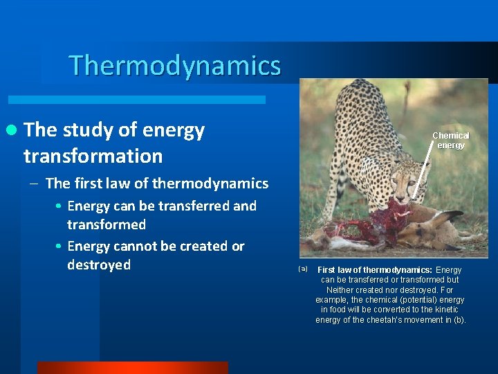 Thermodynamics l The study of energy Chemical energy transformation – The first law of