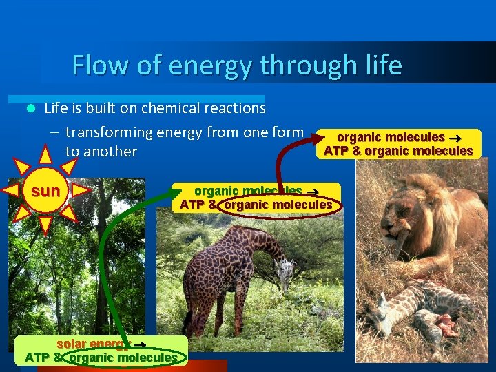 Flow of energy through life l Life is built on chemical reactions – transforming