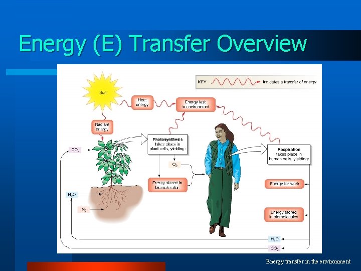 Energy (E) Transfer Overview Energy transfer in the environment 