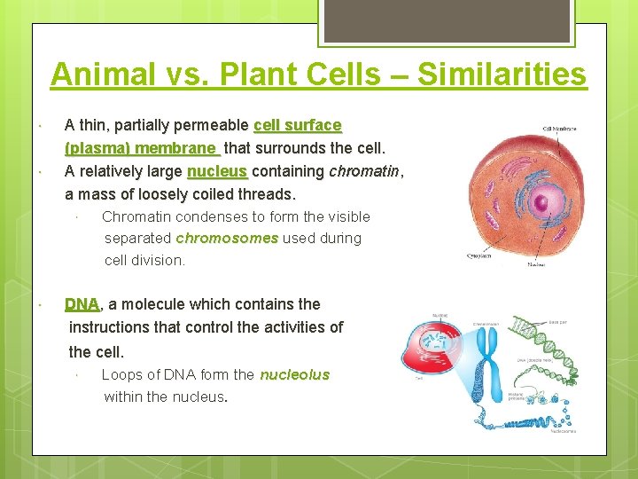 Animal vs. Plant Cells – Similarities A thin, partially permeable cell surface (plasma) membrane