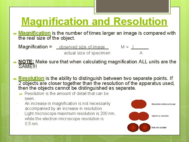 Magnification and Resolution Magnification is the number of times larger an image is compared