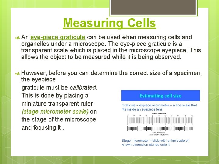 Measuring Cells An eye-piece graticule can be used when measuring cells and organelles under