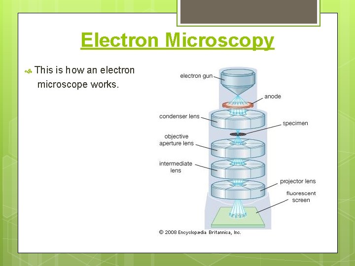 Electron Microscopy This is how an electron microscope works. 