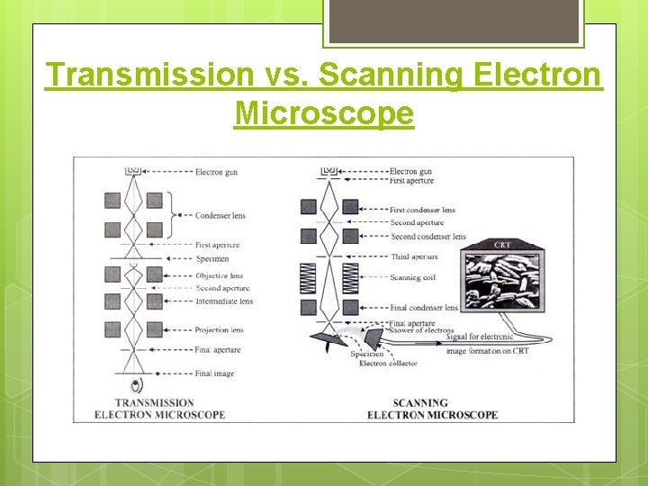 Transmission vs. Scanning Electron Microscope 