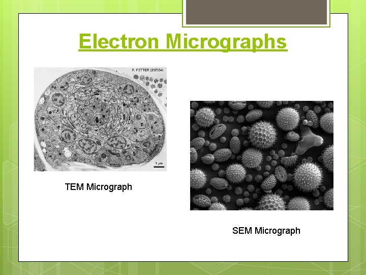 Electron Micrographs TEM Micrograph SEM Micrograph 