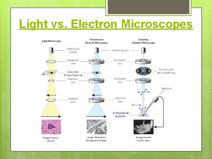 Light vs. Electron Microscopes 