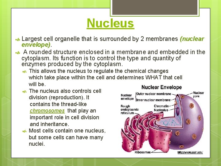 Nucleus Largest cell organelle that is surrounded by 2 membranes (nuclear envelope). A rounded