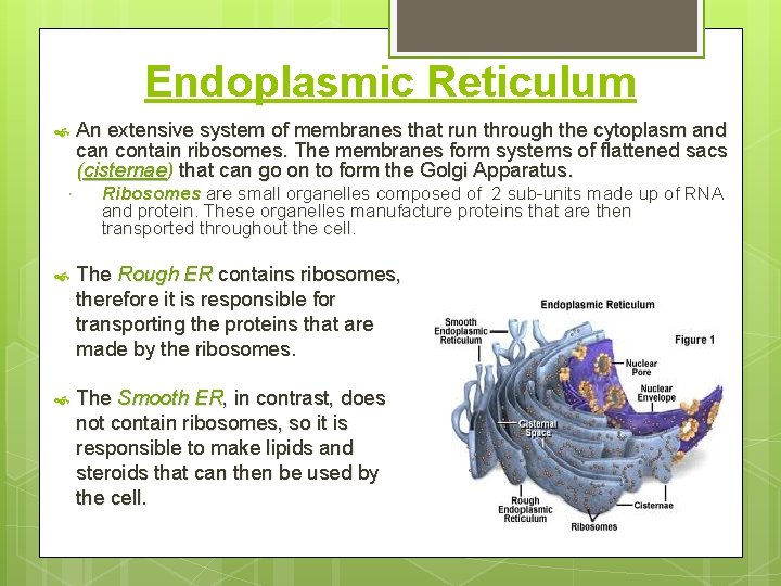 Endoplasmic Reticulum An extensive system of membranes that run through the cytoplasm and can