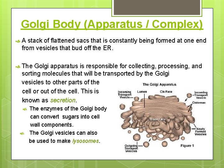 Golgi Body (Apparatus / Complex) A stack of flattened sacs that is constantly being