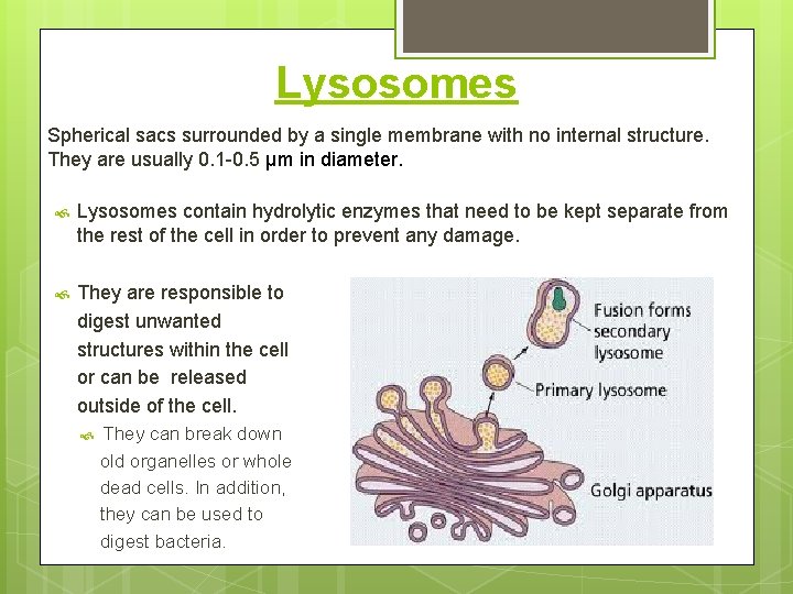 Lysosomes Spherical sacs surrounded by a single membrane with no internal structure. They are
