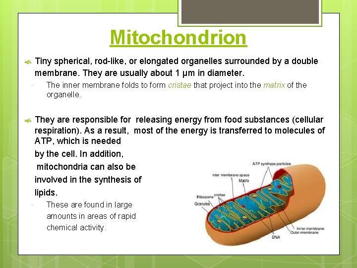 Mitochondrion Tiny spherical, rod-like, or elongated organelles surrounded by a double membrane. They are