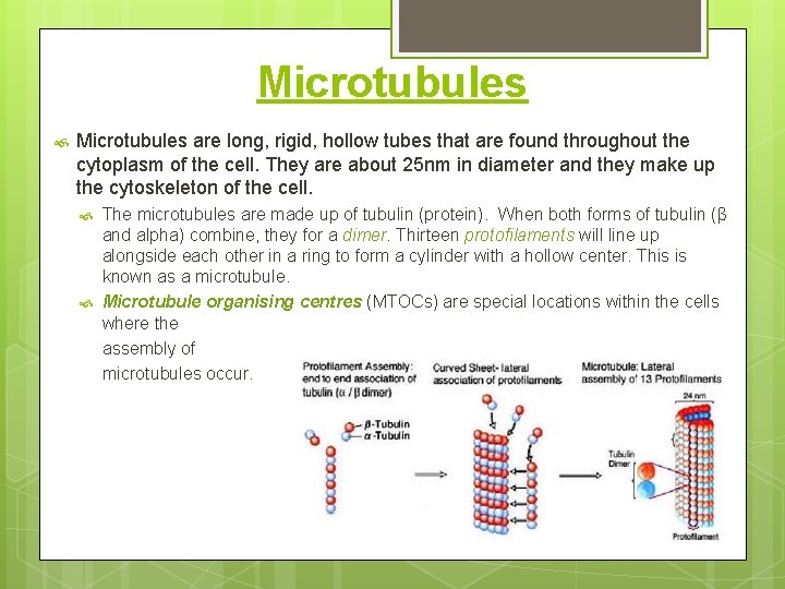 Microtubules are long, rigid, hollow tubes that are found throughout the cytoplasm of the