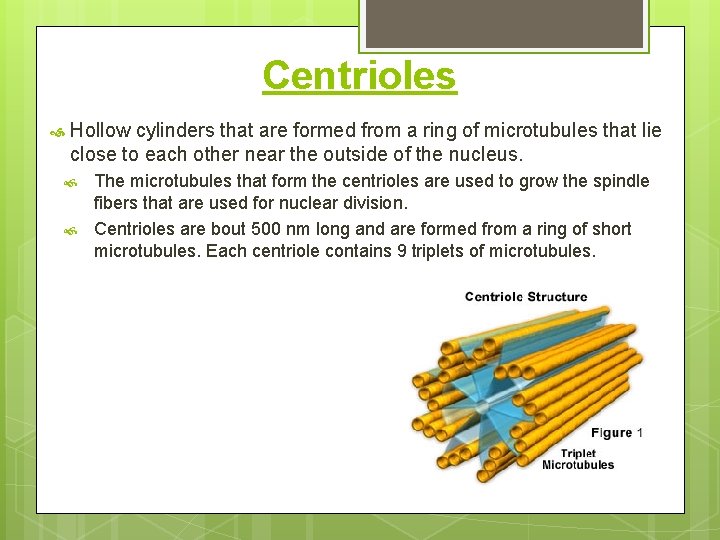 Centrioles Hollow cylinders that are formed from a ring of microtubules that lie close