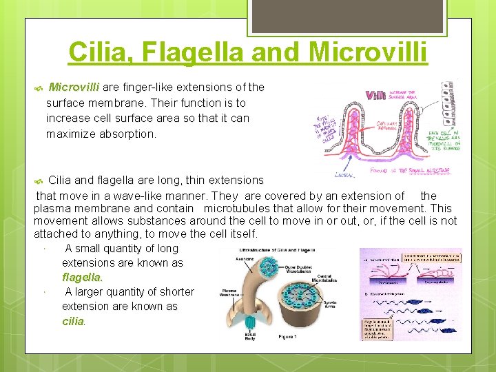 Cilia, Flagella and Microvilli are finger-like extensions of the surface membrane. Their function is