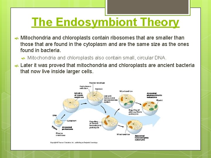 The Endosymbiont Theory Mitochondria and chloroplasts contain ribosomes that are smaller than those that