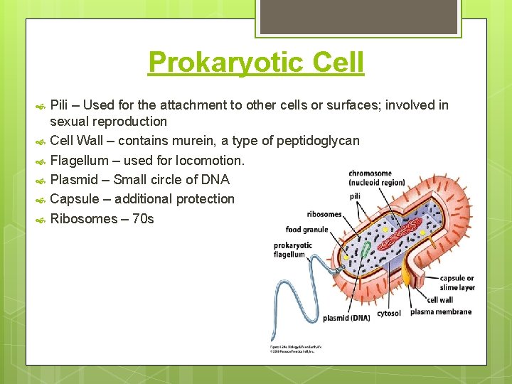Prokaryotic Cell Pili – Used for the attachment to other cells or surfaces; involved
