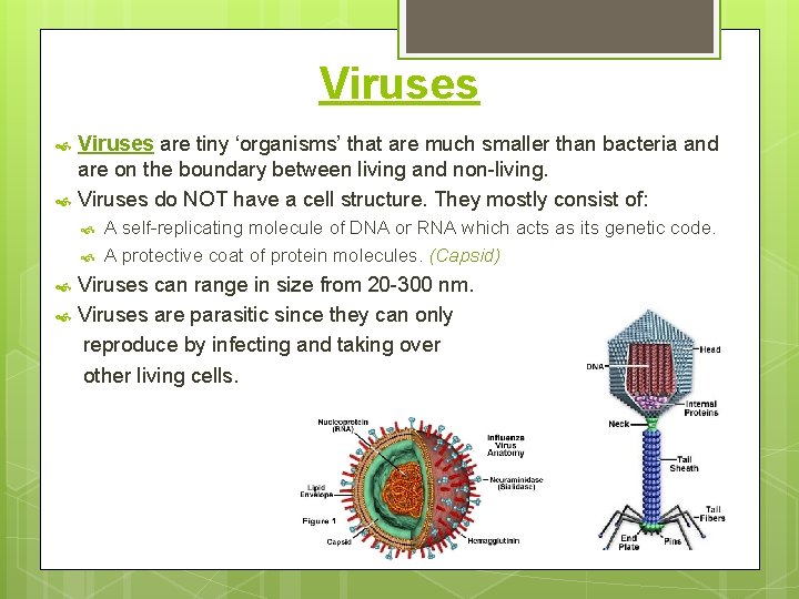 Viruses are tiny ‘organisms’ that are much smaller than bacteria and are on the