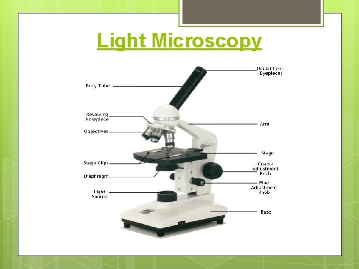 Light Microscopy 