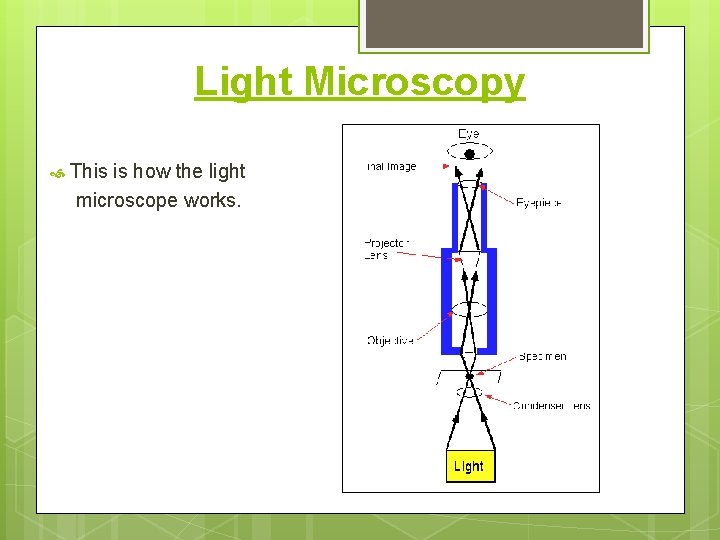 Light Microscopy This is how the light microscope works. 