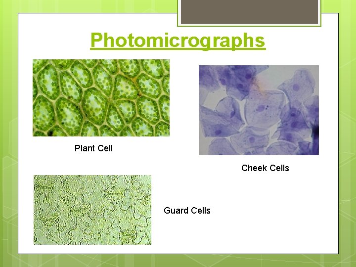 Photomicrographs Plant Cell Cheek Cells Guard Cells 