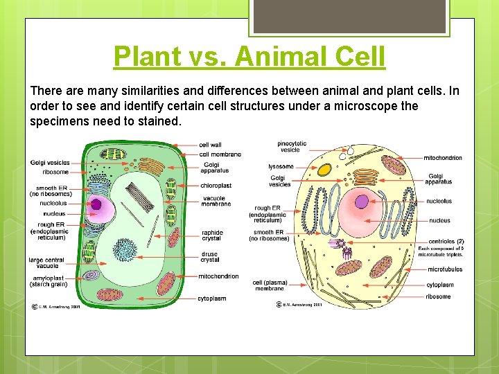 Plant vs. Animal Cell There are many similarities and differences between animal and plant