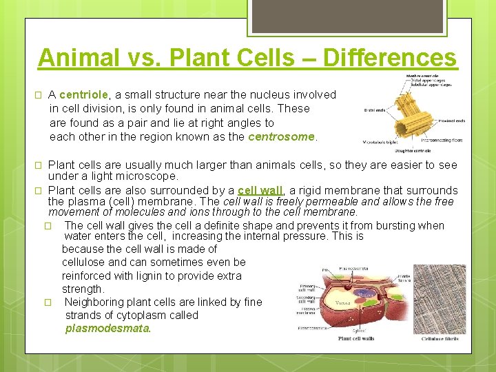 Animal vs. Plant Cells – Differences � A centriole, a small structure near the