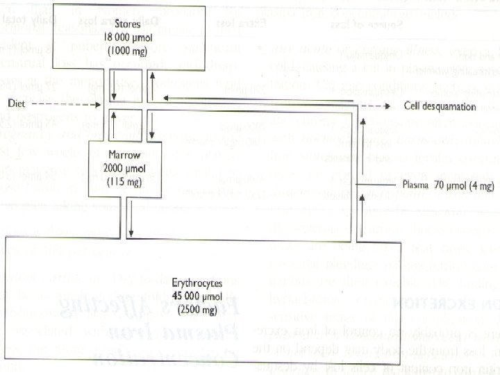 Body Iron Compartments 