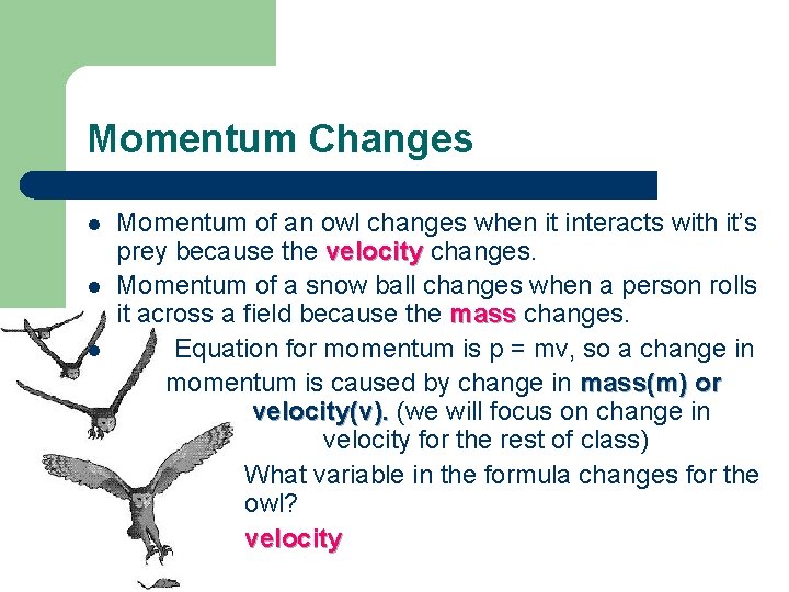 Momentum Changes l l l Momentum of an owl changes when it interacts with
