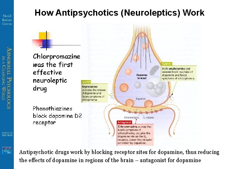 How Antipsychotics (Neuroleptics) Work Antipsychotic drugs work by blocking receptor sites for dopamine, thus