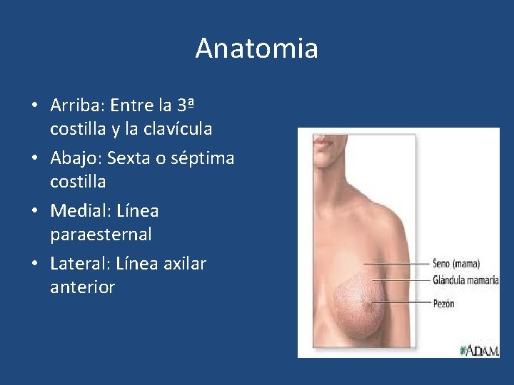 Anatomia • Arriba: Entre la 3ª costilla y la clavícula • Abajo: Sexta o
