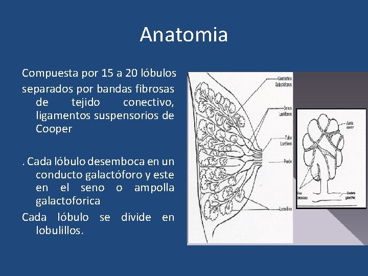 Anatomia Compuesta por 15 a 20 lóbulos separados por bandas fibrosas de tejido conectivo,