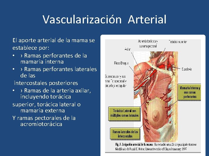 Vascularización Arterial El aporte arterial de la mama se establece por: • › Ramas