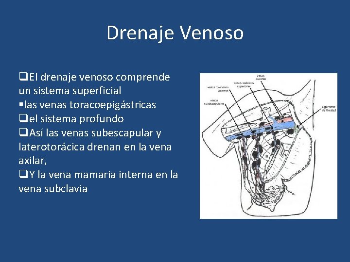 Drenaje Venoso q. El drenaje venoso comprende un sistema superficial §las venas toracoepigástricas qel