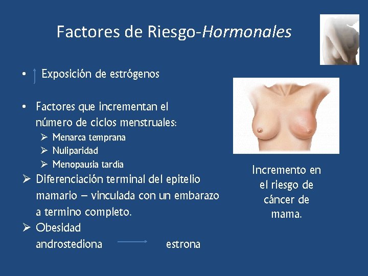 Factores de Riesgo-Hormonales • Exposición de estrógenos • Factores que incrementan el número de
