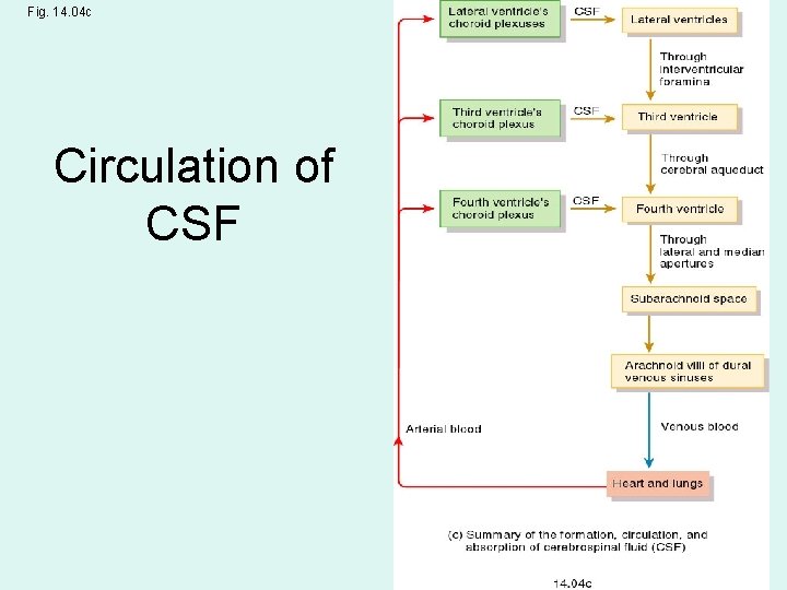 Fig. 14. 04 c Circulation of CSF 