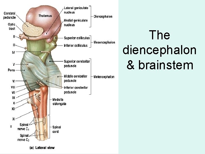 The diencephalon & brainstem 