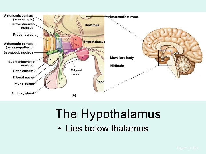 The Hypothalamus • Lies below thalamus Figure 14– 10 a 