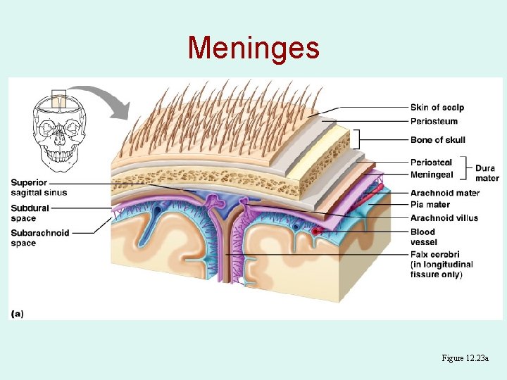 Meninges Figure 12. 23 a 