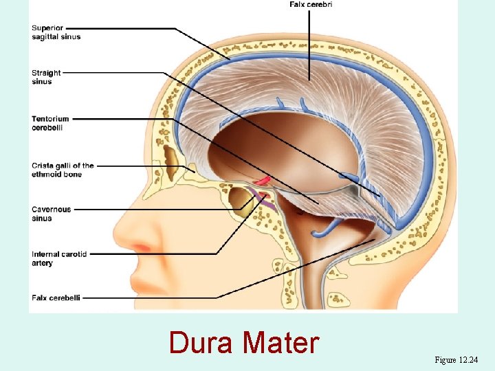 Dura Mater Figure 12. 24 