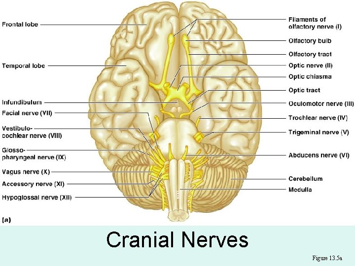 Cranial Nerves Figure 13. 5 a 