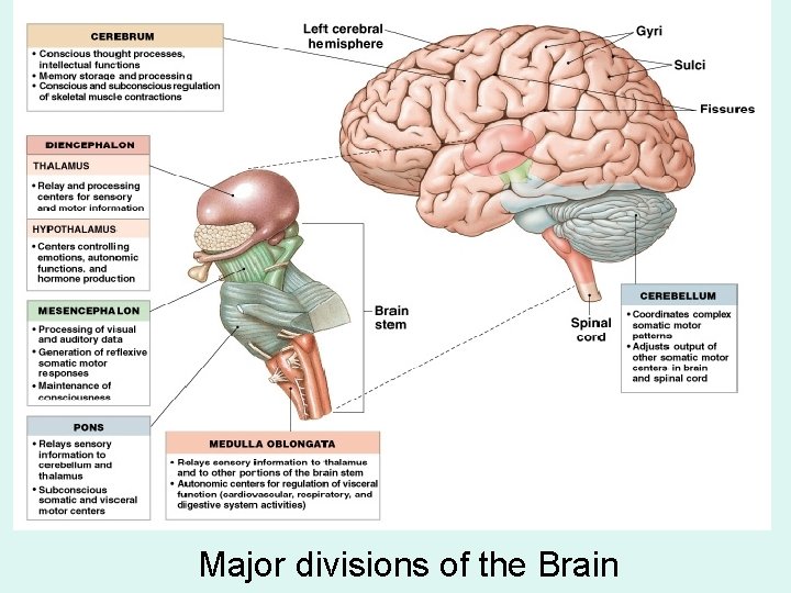 Major divisions of the Brain 