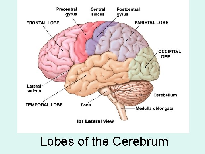Lobes of the Cerebrum 
