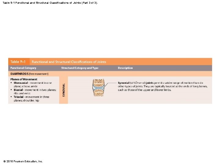 Table 9 -1 Functional and Structural Classifications of Joints (Part 3 of 3). © Table 9 -1 Functional and Structural Classifications of Joints (Part 3 of 3). ©
