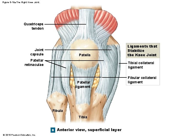 Figure 9 -10 a The Right Knee Joint. Quadriceps tendon Joint capsule Patellar retinaculae Figure 9 -10 a The Right Knee Joint. Quadriceps tendon Joint capsule Patellar retinaculae