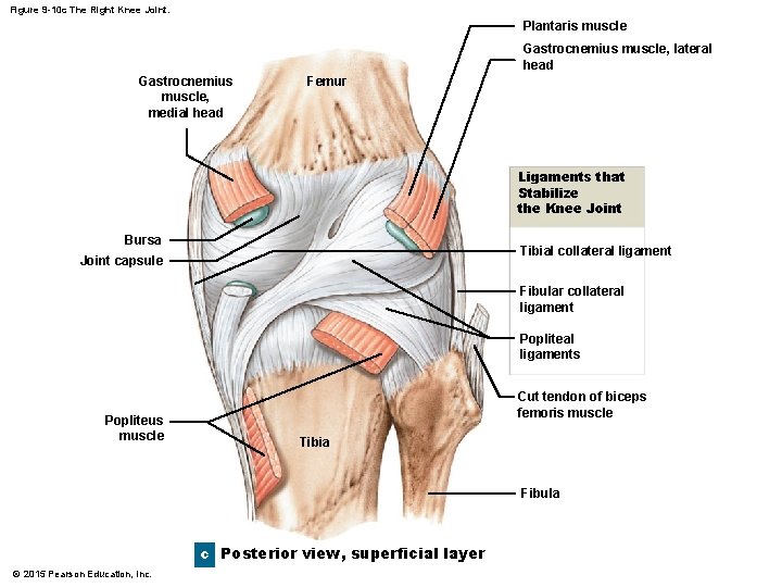 Figure 9 -10 c The Right Knee Joint. Plantaris muscle Gastrocnemius muscle, lateral head Figure 9 -10 c The Right Knee Joint. Plantaris muscle Gastrocnemius muscle, lateral head